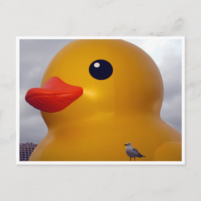Postal gaviota de pato (Anverso)