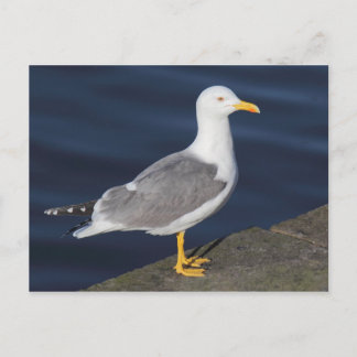 Postal Gaviota De Pierna Amarilla
