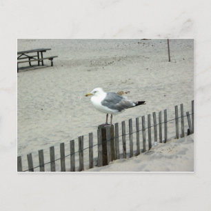 Postal Gaviota de playa