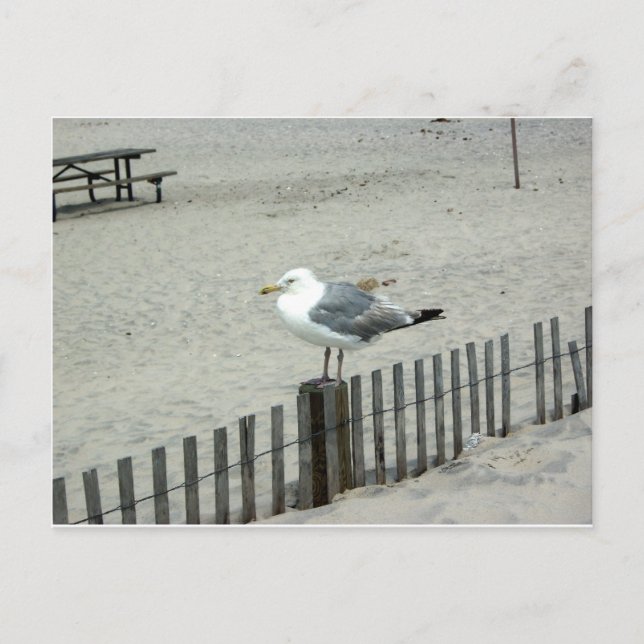 Postal Gaviota de playa (Anverso)