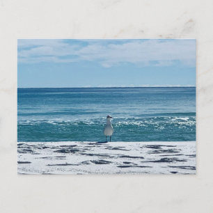Postal Gaviota de Playa Fotografía de Aves Original