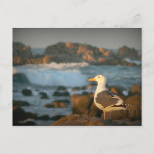 Postal Gaviota de Skylark