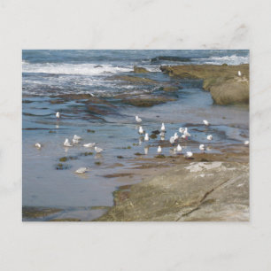 Postal Gaviota de Sydney con fotografía de playa de agua