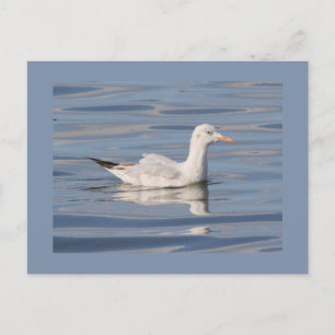 Postal gaviota Delgado-cargada en cuenta