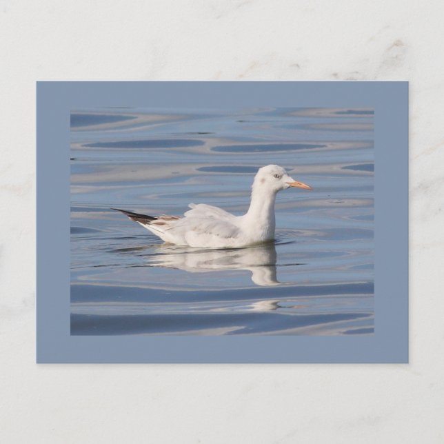 Postal gaviota Delgado-cargada en cuenta (Anverso)