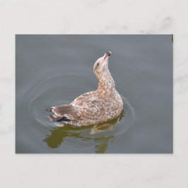 Postal Gaviota En Espera De La Libreta