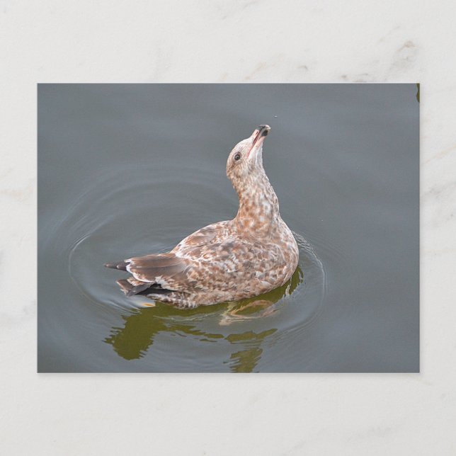 Postal Gaviota En Espera De La Libreta (Anverso)