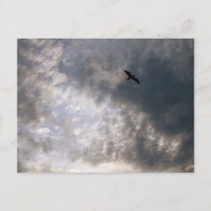 Postal Gaviota en Fotografía de Aves de la Playa al Atard