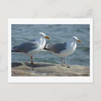 Postal Gaviota en la entrada de Barnegat