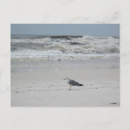 Postal Gaviota en la playa
