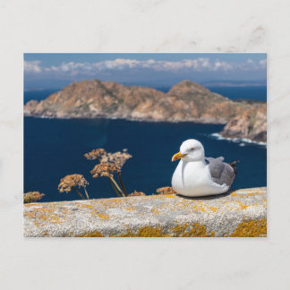 Postal gaviota en las Islas Cíes