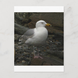 Postal Gaviota en las rocas