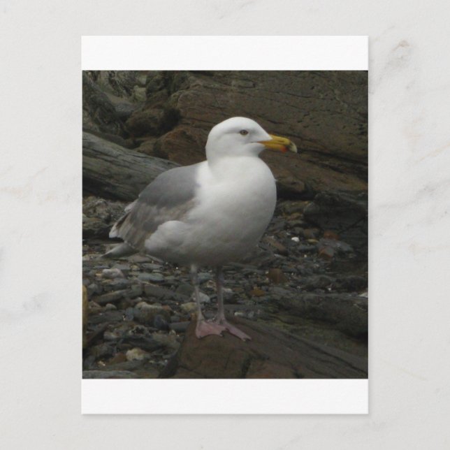 Postal Gaviota en las rocas (Anverso)