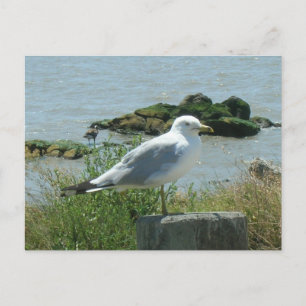 Postal - Gaviota en Piling