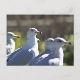 Postal Gaviota en un tren
