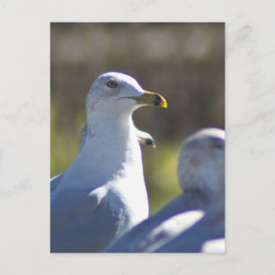Postal Gaviota en un tren