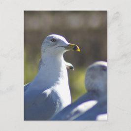 Postal Gaviota en un tren