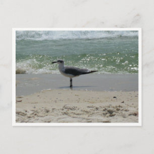Postal Gaviota – Fotografía de Fauna Costera