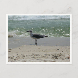 Postal Gaviota – Fotografía de Fauna Costera