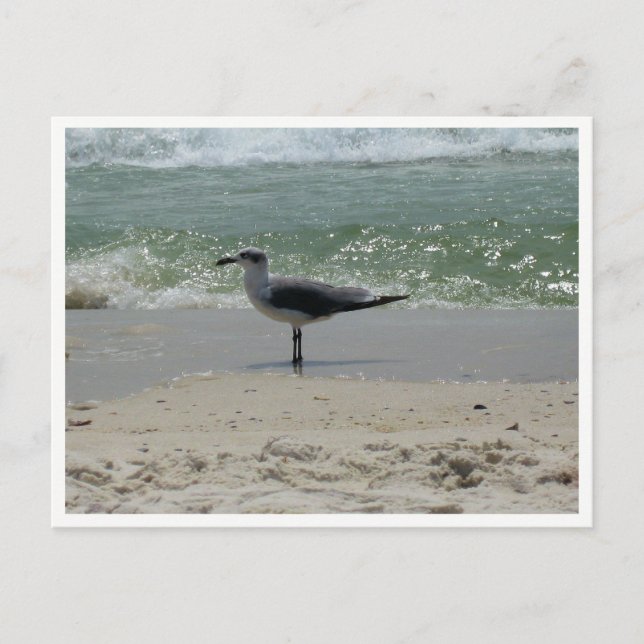 Postal Gaviota – Fotografía de Fauna Costera (Anverso)