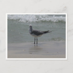 Postal Gaviota – Fotografía de Fauna Costera