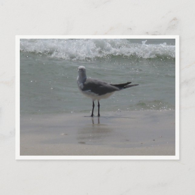 Postal Gaviota – Fotografía de Fauna Costera (Anverso)