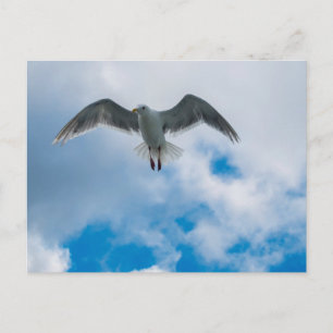 Postal Gaviota glaucosa
