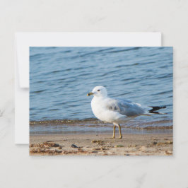 Postal Gaviota, Lago Ontario, Toronto, Canadá