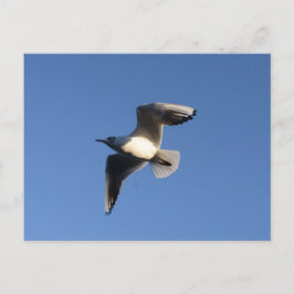 Postal Gaviota pequeña