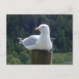 Postal Gaviota Relajada Descansando en una Valla Arte Cos
