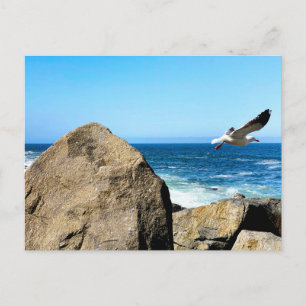 Postal Gaviota se va 