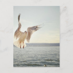 Postal Gaviota voladora