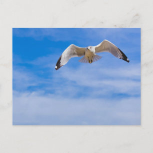 Postal Gaviota volando alto contra un cielo azul