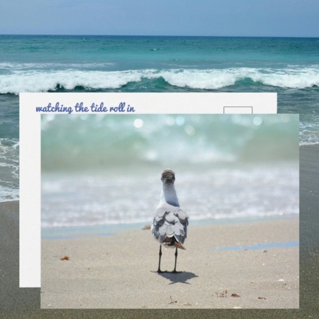 Postal Gaviota Zen en la playa Fotografía  (Subido por el creador)