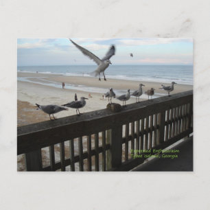 Postal Gaviotas