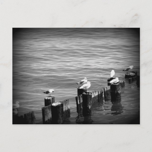 Postal gaviotas (Anverso)