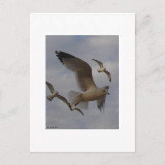 Postal Gaviotas