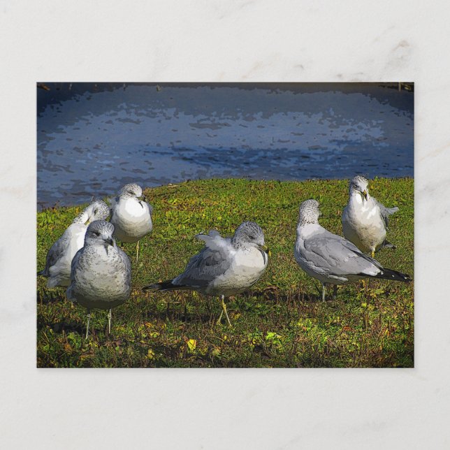 Postal Gaviotas (Anverso)