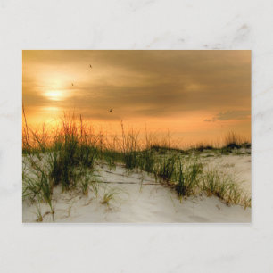 Postal Gaviotas al amanecer