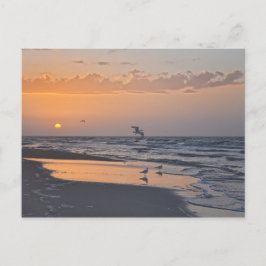 Postal Gaviotas al amanecer en una playa de Florida