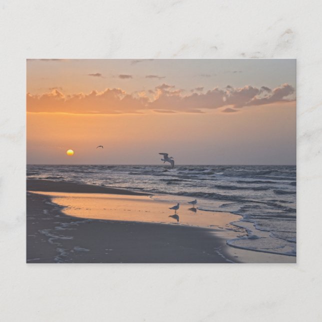 Postal Gaviotas al amanecer en una playa de Florida (Anverso)