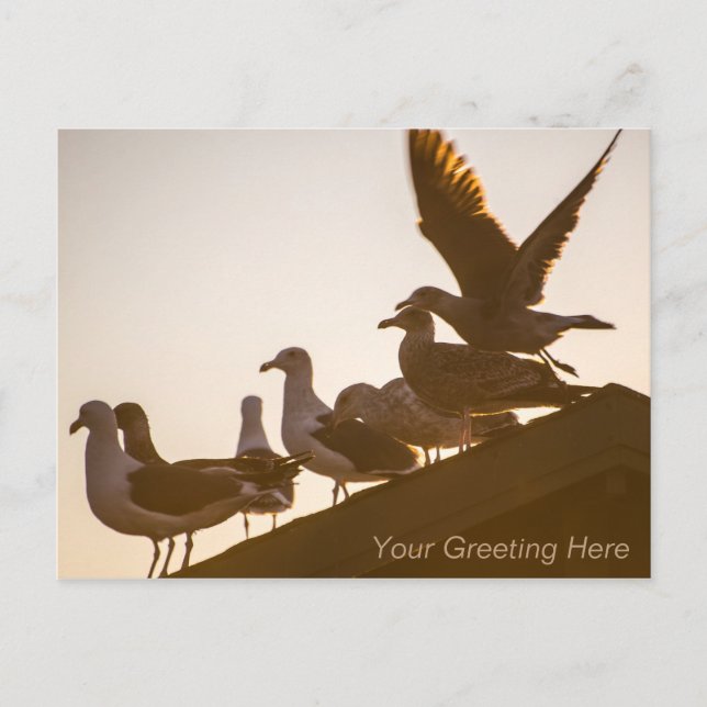 Postal Gaviotas al atardecer personalizadas (Anverso)