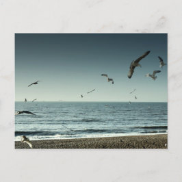 Postal Gaviotas Brighton