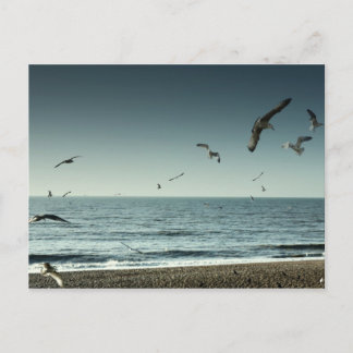 Postal Gaviotas Brighton