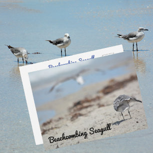 Postal Gaviotas buscando en la playa