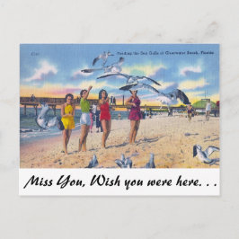 Postal Gaviotas de alimentación, Clearwater Beach, Florid