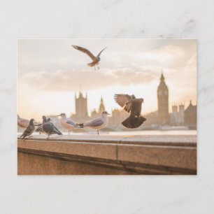 Postal Gaviotas de Londres