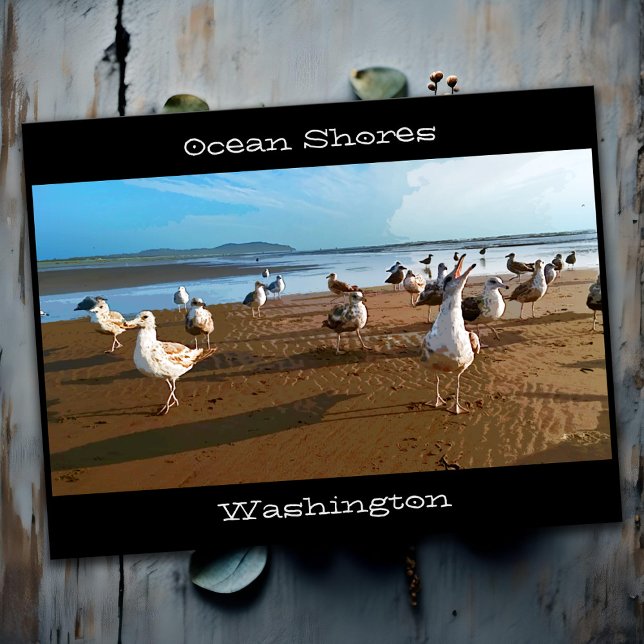 Postal Gaviotas de mar del Oeste mendigando por playa de  (Stylized picture postcard of Ocean Shores Washington beach with low angle photo of seagulls)