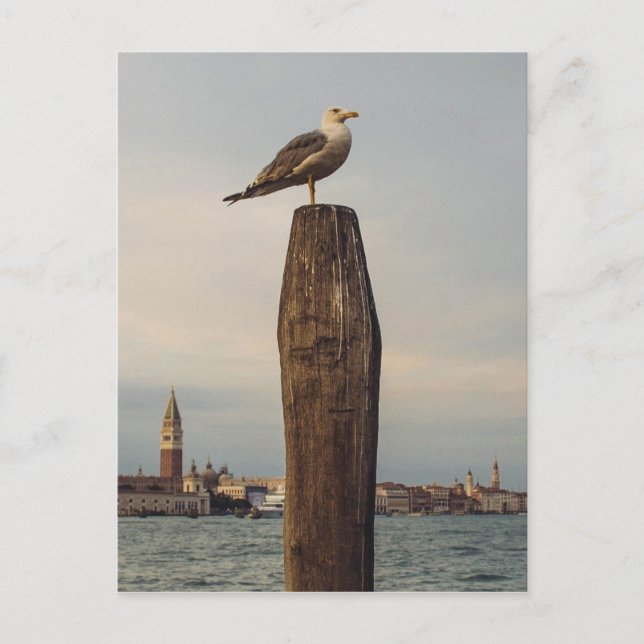 Postal Gaviotas de Venecia en Italia (Anverso)