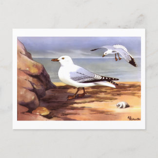 Postal Gaviotas de vintage Huella de ornitología R E Todh